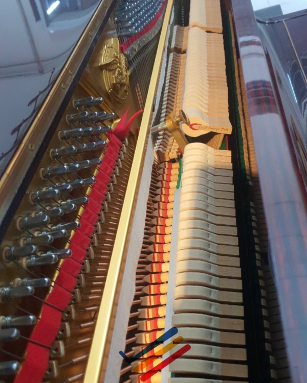 ĐÀN DRESDEN D-801 DX